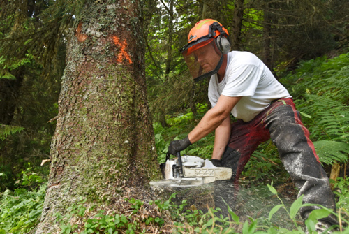 Ouvriers forestiers  l'ONF aux Glires