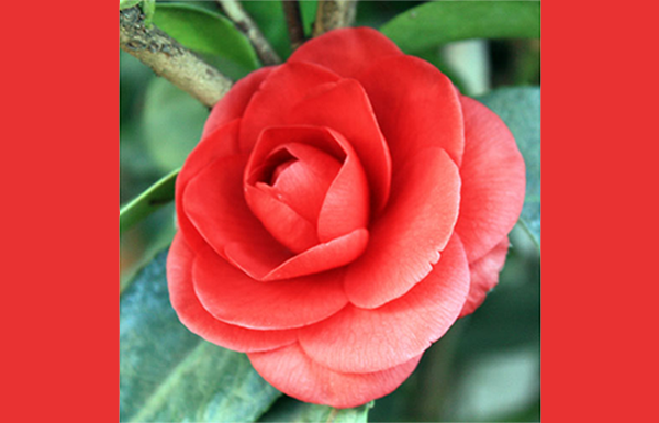 camelia